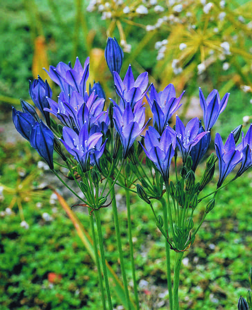 brodiaea