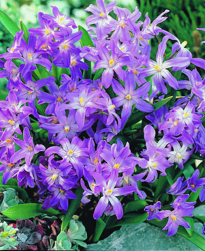 chionodoxa