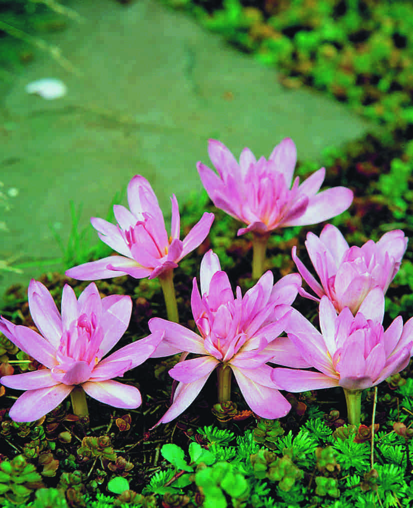 colchicum