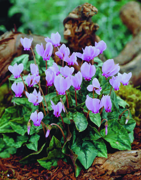 cyclamen