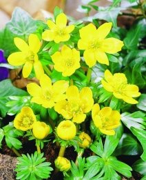 eranthis