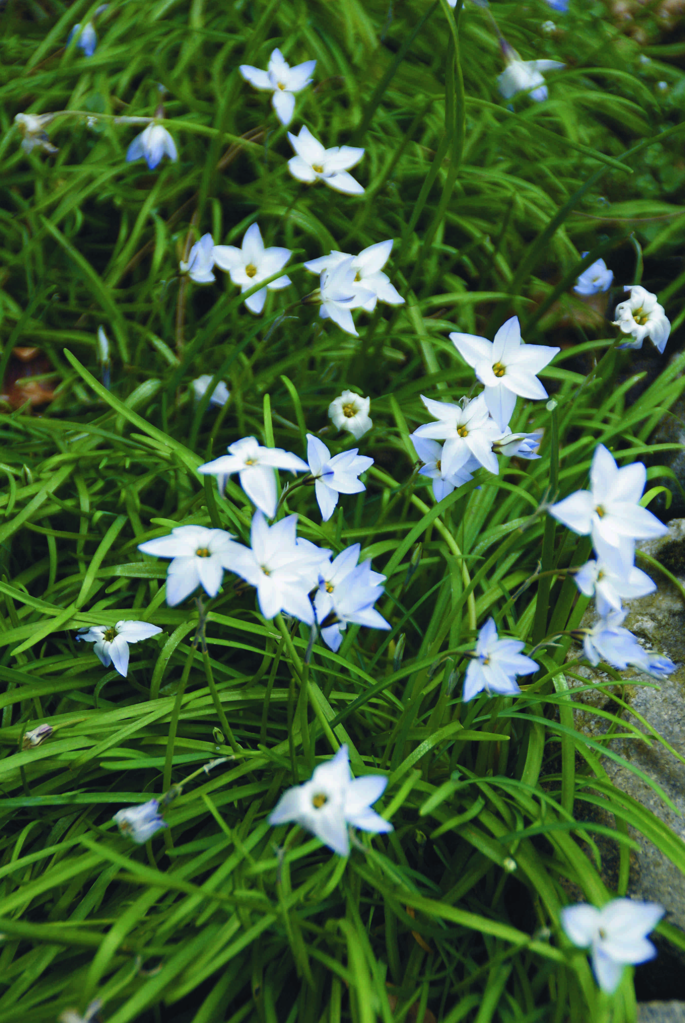 ipheion