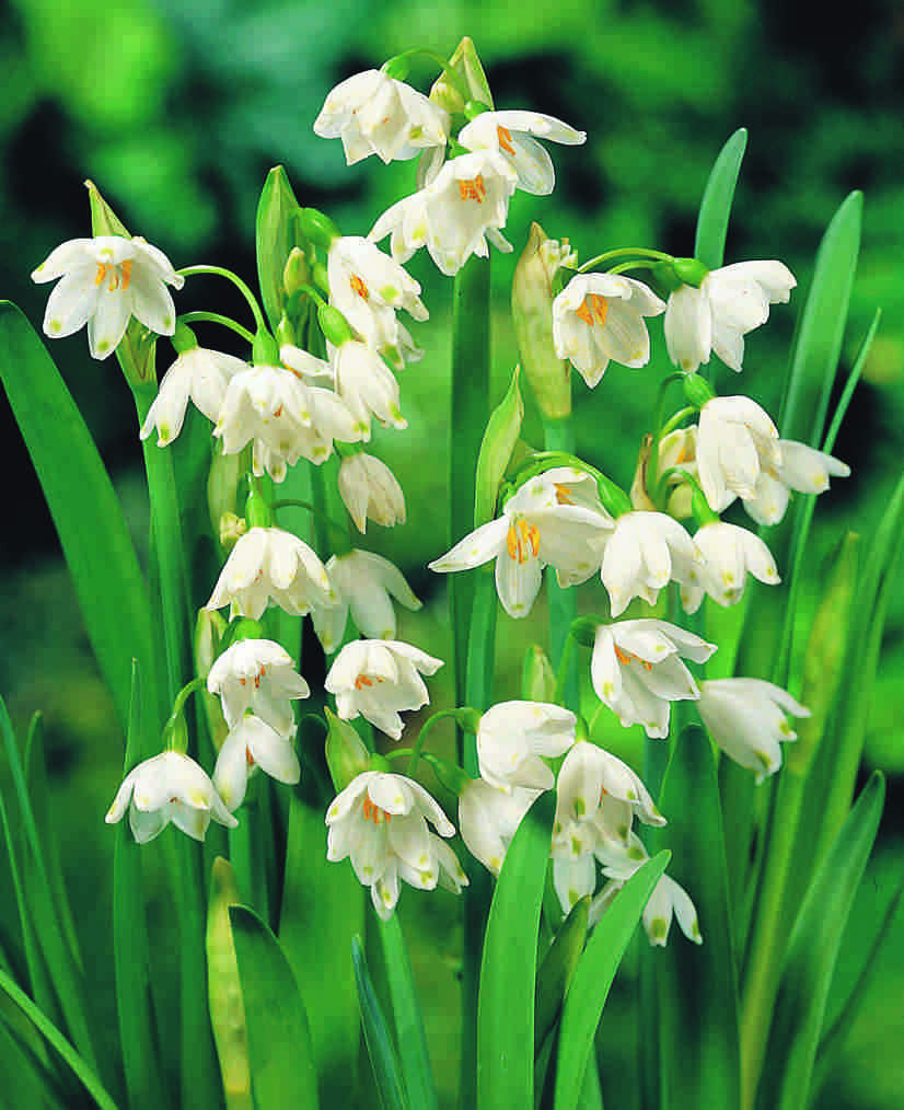 leucojum (acis)