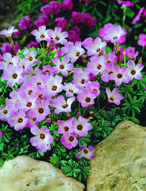 oxalis