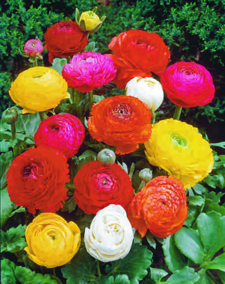 ranunculus