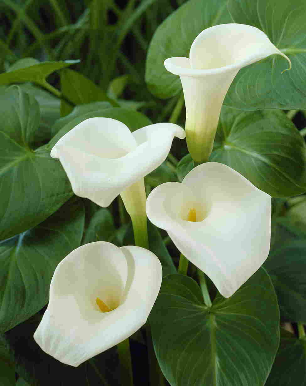 zantedeschia