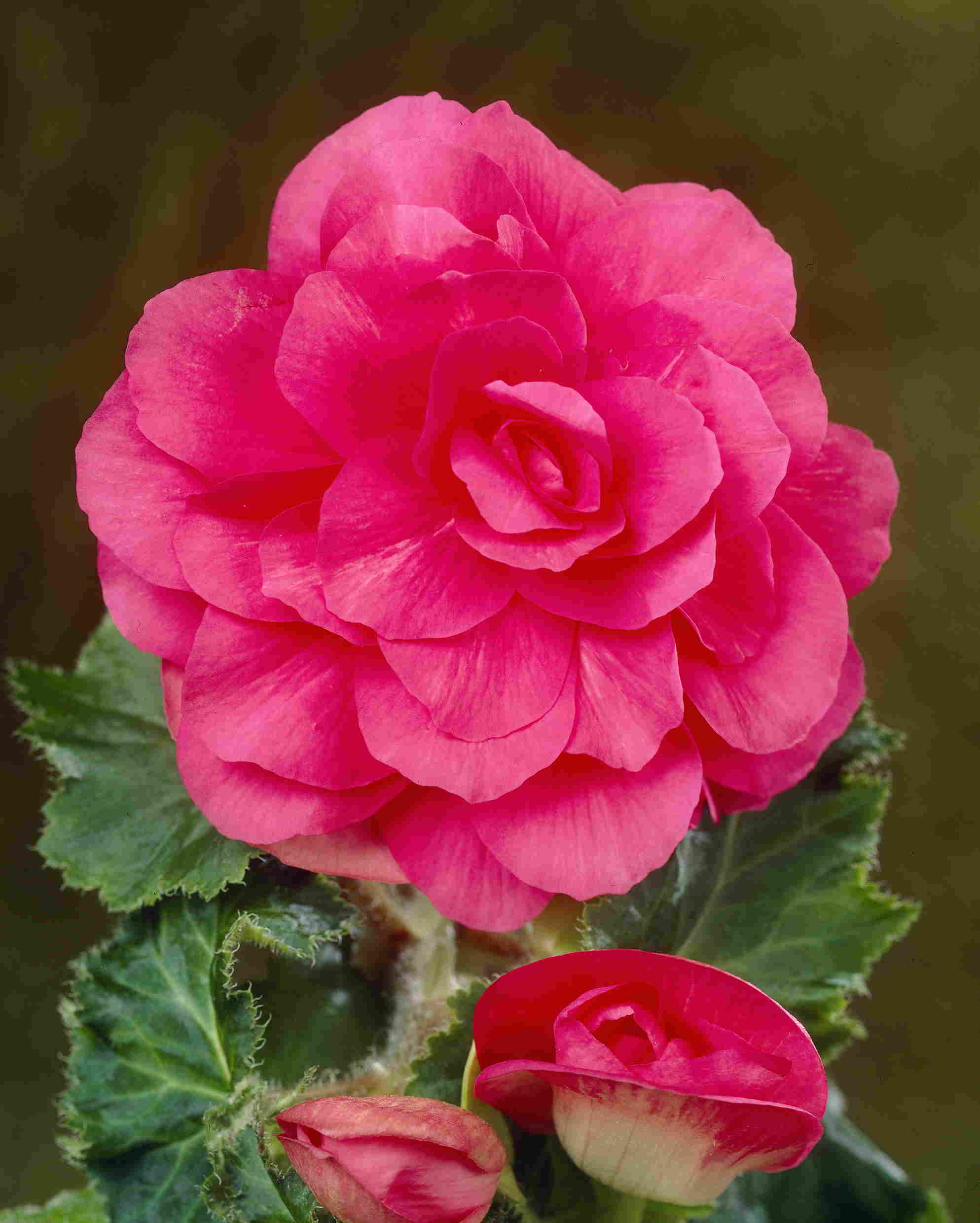 Dubbel roze
