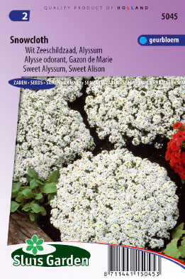 Lobularia maritima Snowcloth