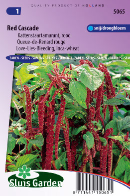 Amaranthus caudatus Red Cascade