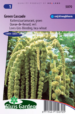 Amaranthus caudatus Green Cascade