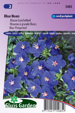 Anagalis monelli ssp. linifolia Blue Noon