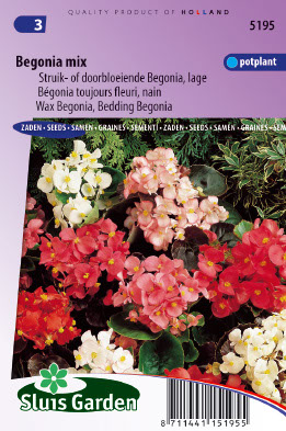 Begonia semperflorens Choice mix