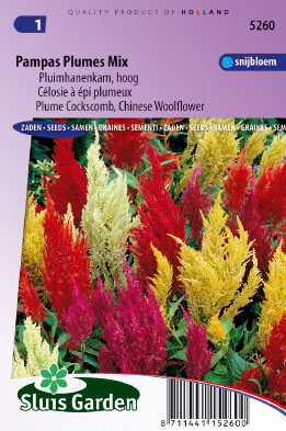 Celosia argentea plumosa Pampas Plumes mix