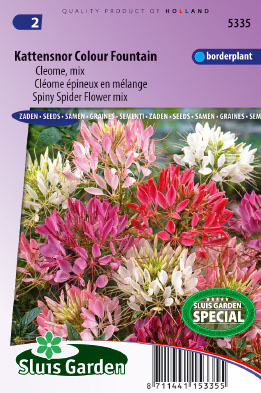 Cleome spinosa Colour Fountain mix
