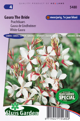 Gaura lindheimeri The Bride