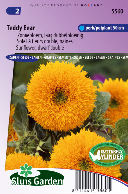 Helianthus annuus Teddy Bear