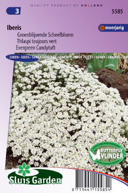 Iberis sempervirens White evergreen