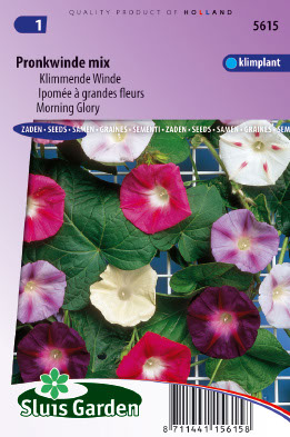 Ipomoea purpurea Choice mixed