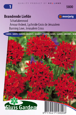 Lychnis chalcedonica scharlakenrood