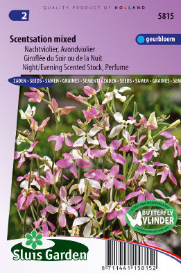 Mathiola longipetala bicornis Scentsation mix