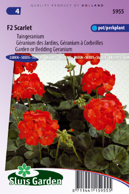 Pelargonium x hortorum F2 Scarlet