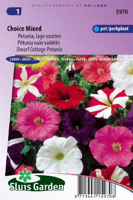 Petunia hybrida nana compacta Choice mixed