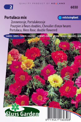 Portulaca grandiflora Choice mixed