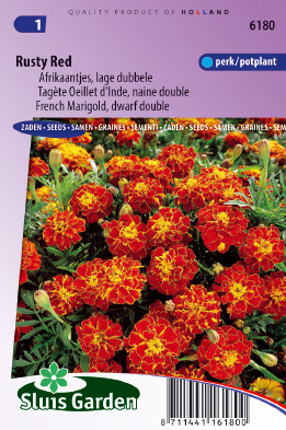 Tagetes patula Rusty Red