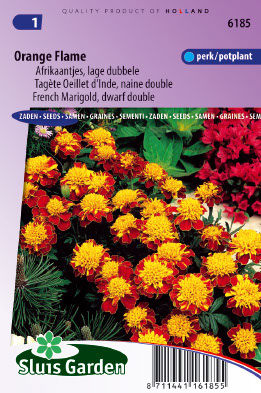 Tagetes patula Orange Flame