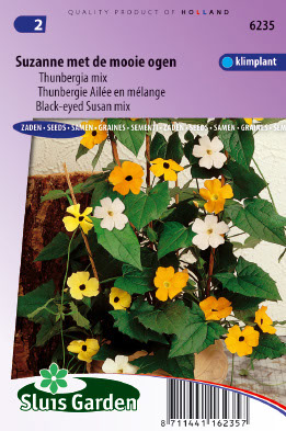 Thunbergia alata Suzanne met de mooie ogen