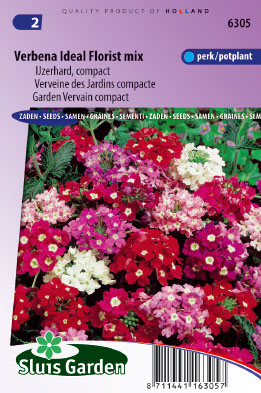 Verbena hybrida compacta Ideal florist mix