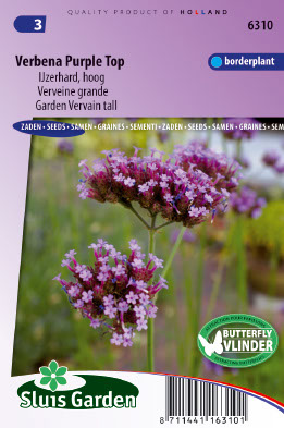 Verbena bonariensis Purple Top