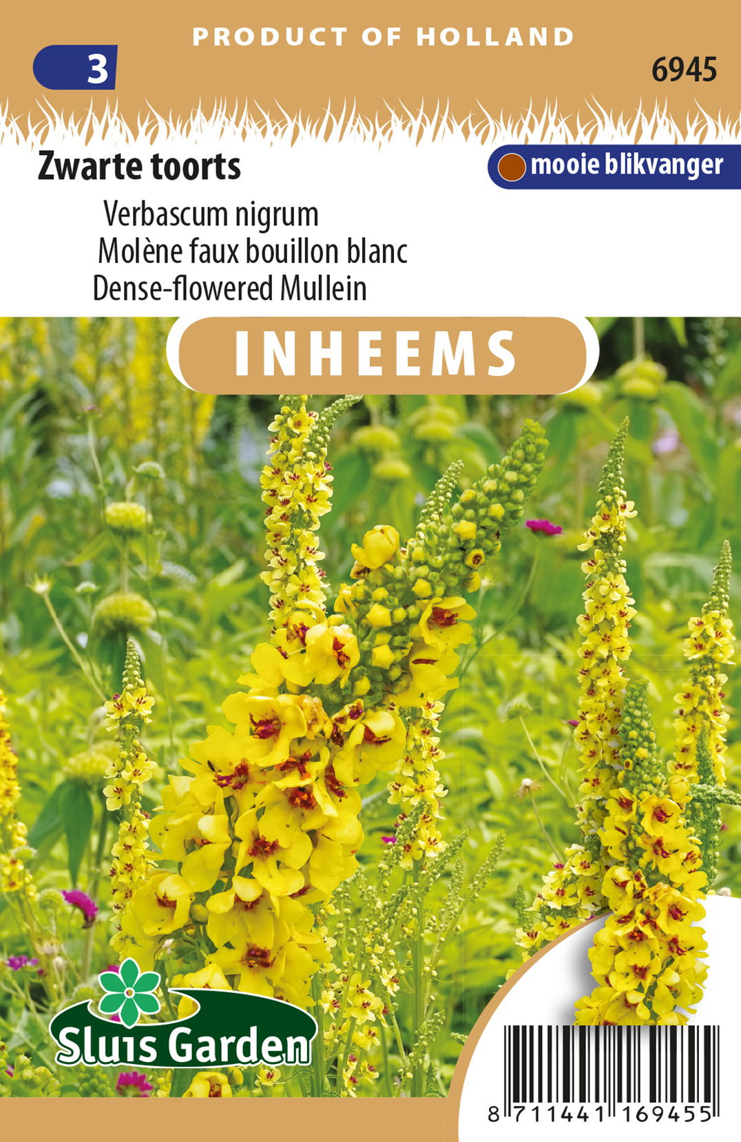 Verbascum nigrum MolÃ¨ne faux bouillon blanc