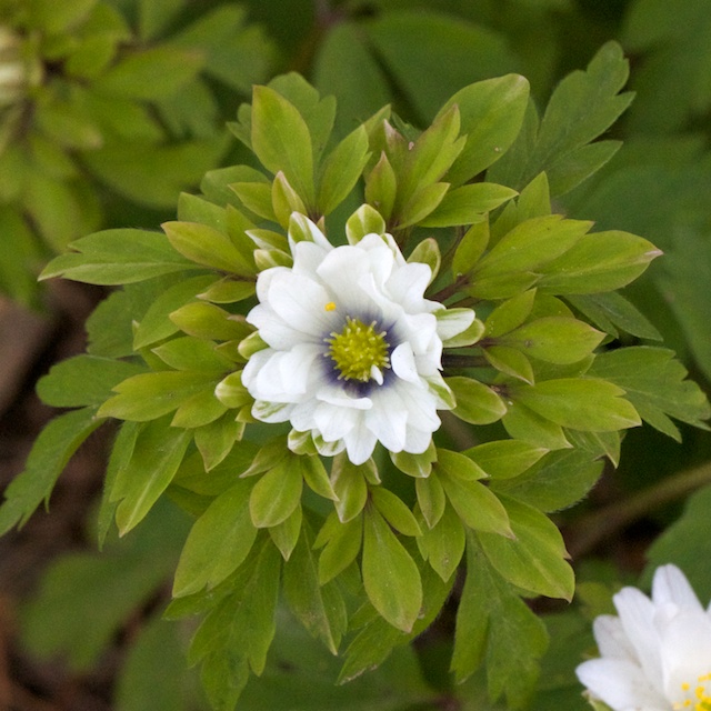 Anemonen Nemerosa Bracteata Pleniflora