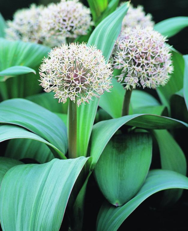 Allium Karataviense