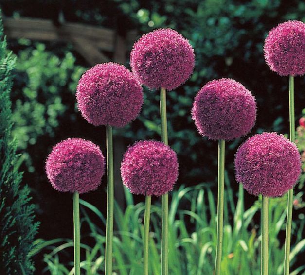 Allium His Excellency