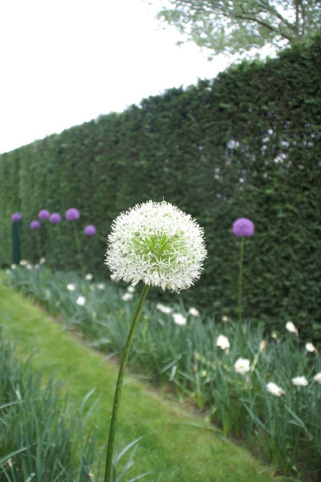 Allium Mont Blanc