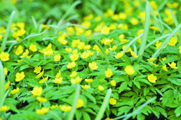 Anemonen Ranunculoides