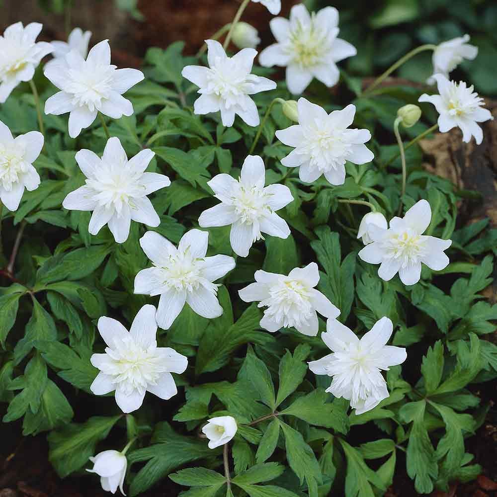 Anemonen Vestal