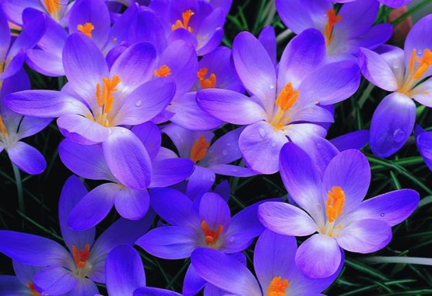 Crocus Bot. Whitewell Purper