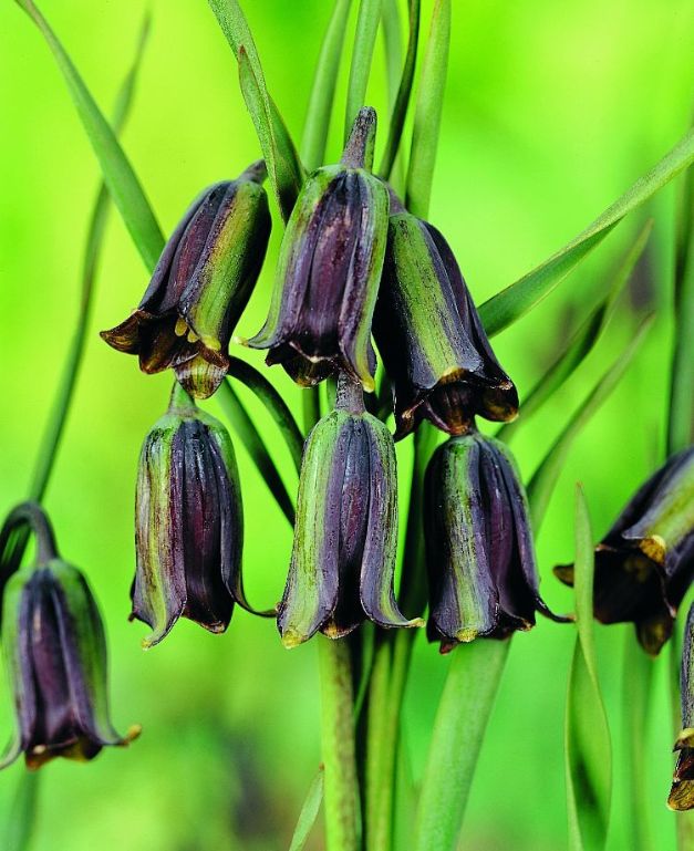Fritillaria Elwesii