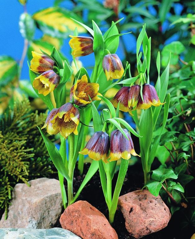 Fritillaria Michailovsky