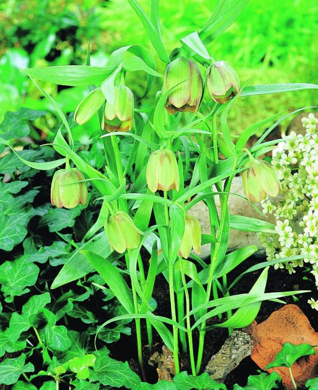 Fritillaria Pontica