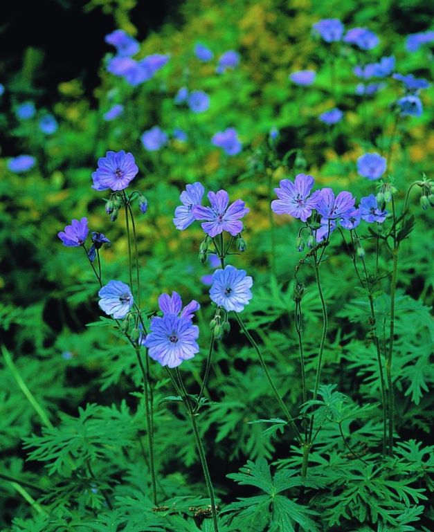 Geranium Tuberosum