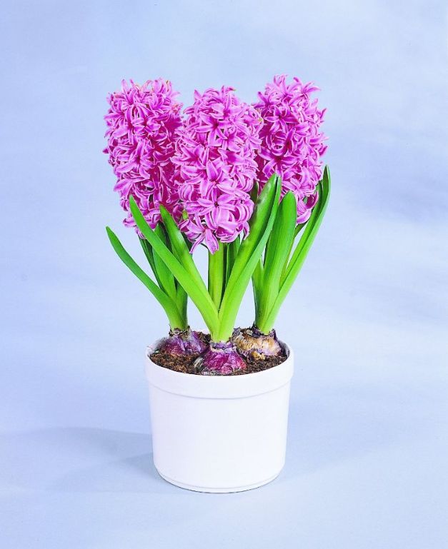 Hyacint Pink Pearl