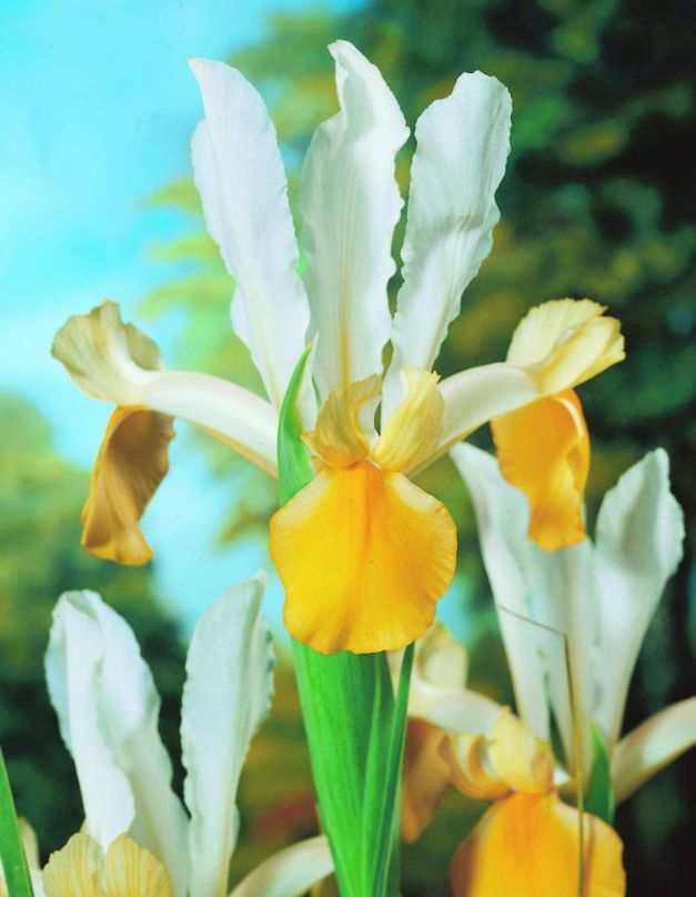 Iris Angel Wings - Koop Bloembollen voor een bloeiende toekomst