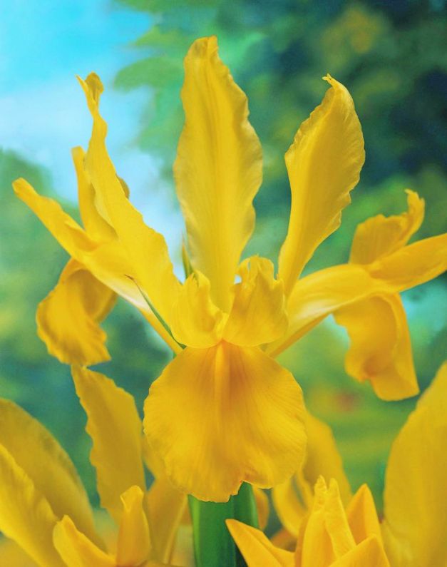 Iris Golden Harvest