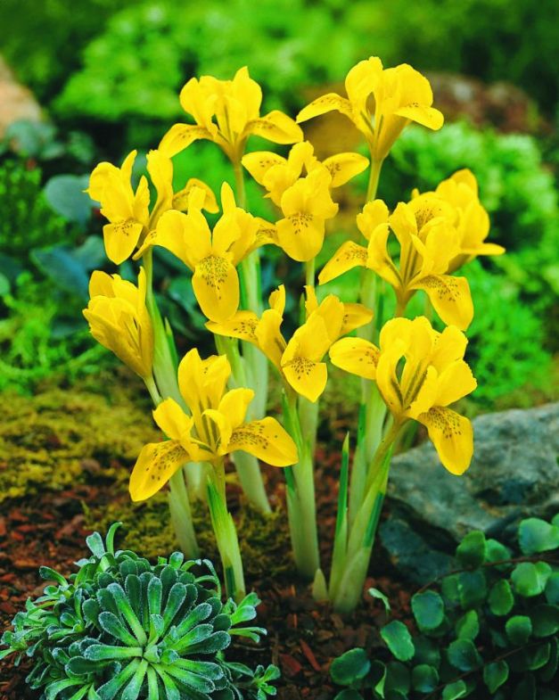 Iris Danfordiae