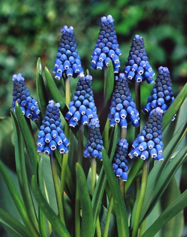Muscari Aucheri 'Blue Magic'
