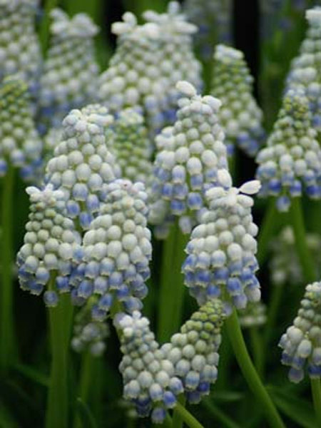 Muscari Peppermint (Armeniacum)
